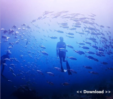 Adobe Premiere Elements 2026 (3-Jahre) deutsch Vollversion (1 Benutzer, 2 PC Win/Mac) Download (30013437)